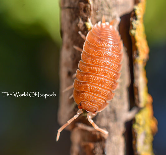 Porcellio Rust