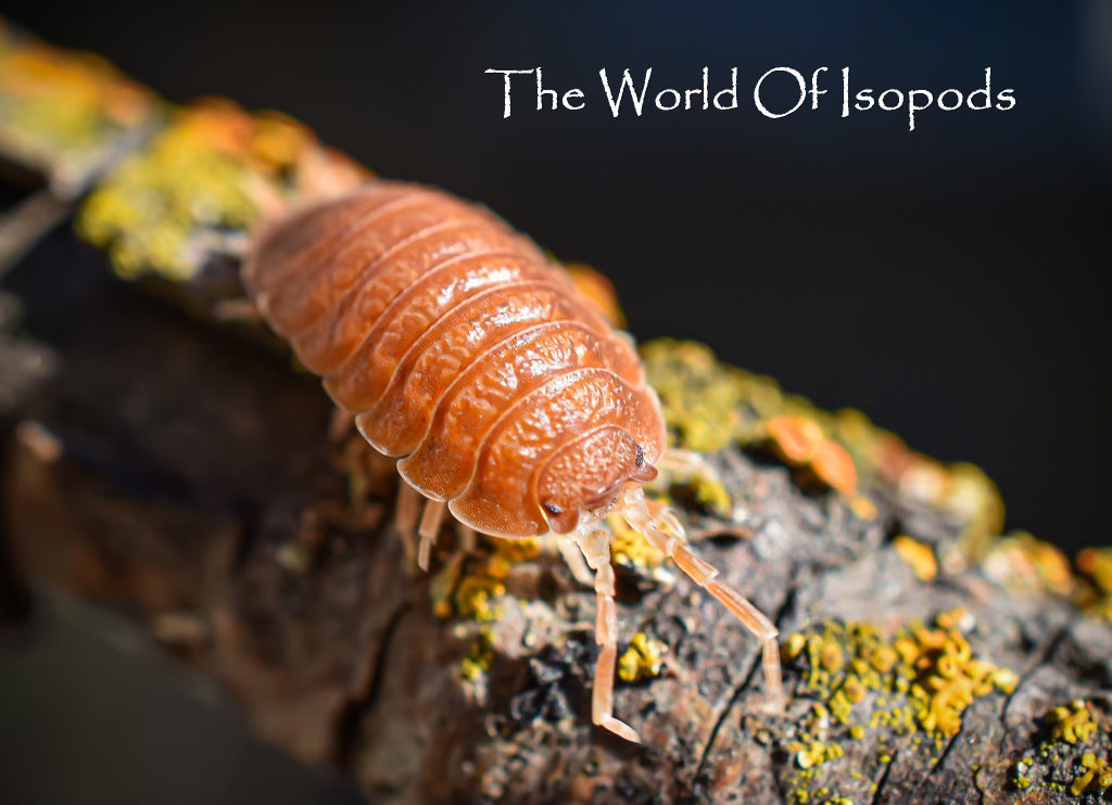 Porcellio Rust