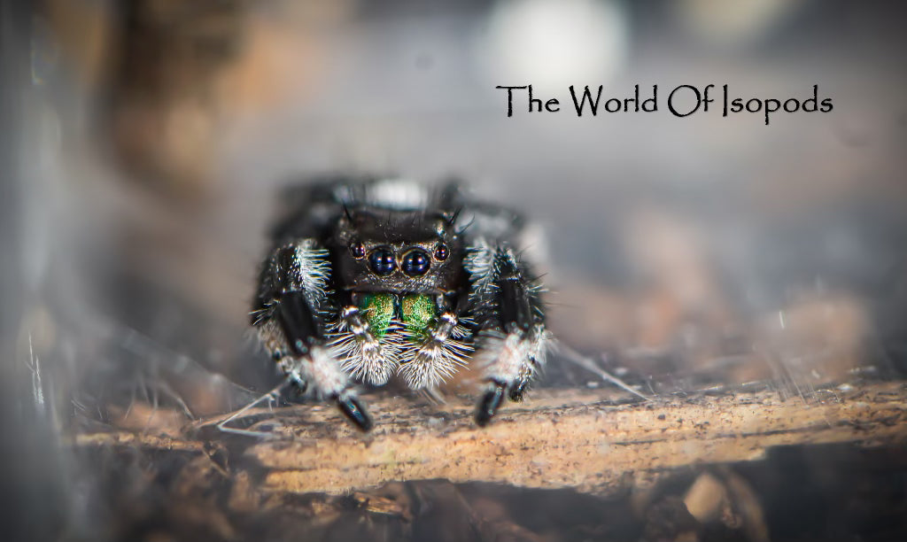 Regal Jumping Spider