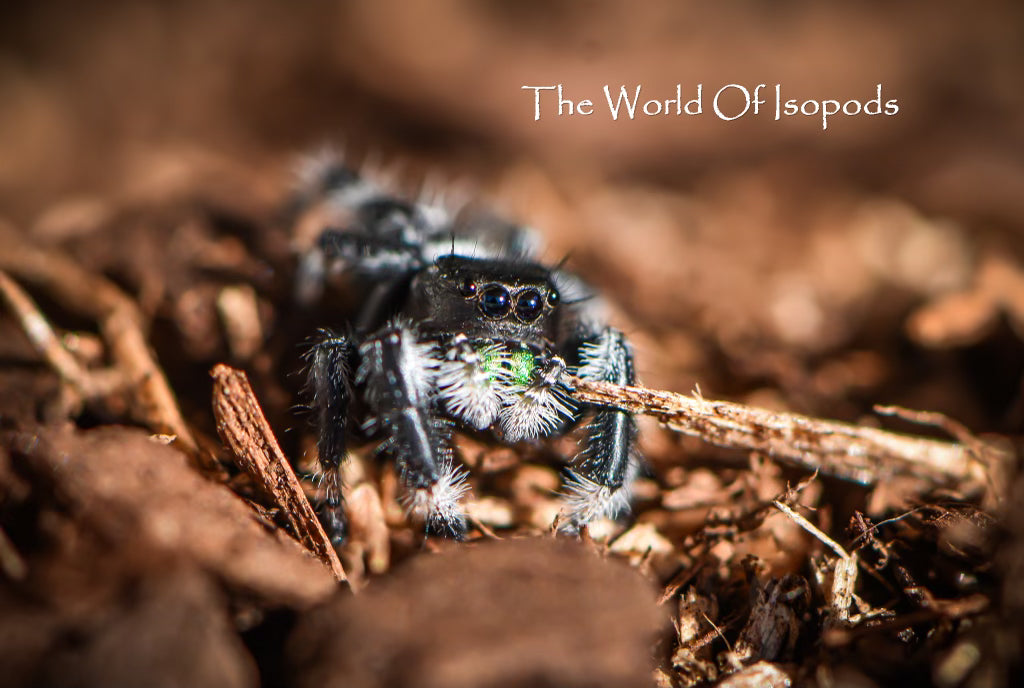 Regal Jumping Spider