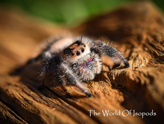 Regal Jumping Spider