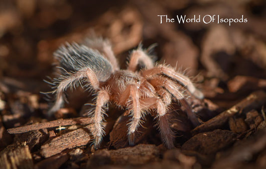 Chilean Rose Hair Tarantula