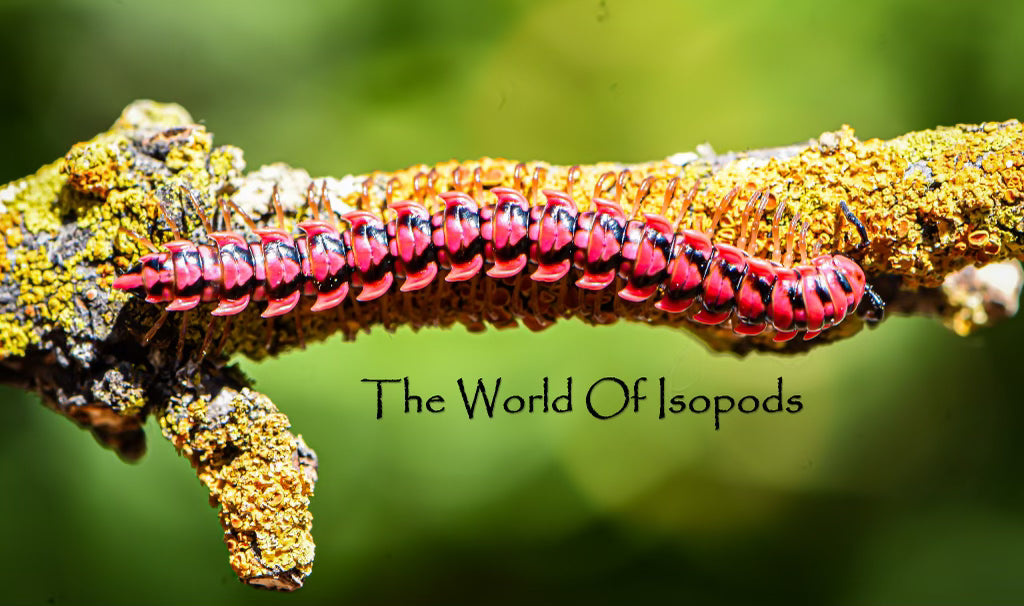 Thailand Pink Dragon Millipede