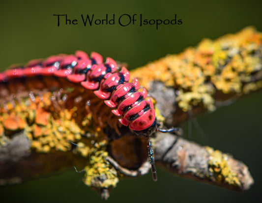 Thailand Pink Dragon Millipede