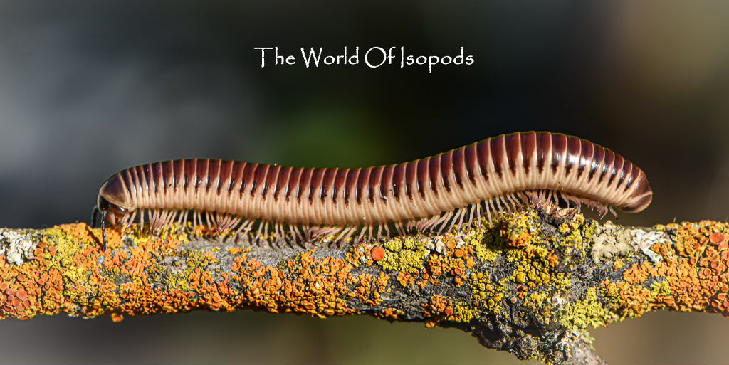 Florida Ivory Millipedes