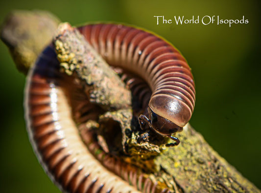 Florida Ivory Millipedes