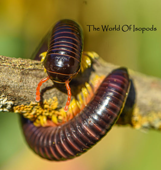 Fire Leg Millipede