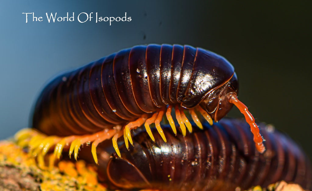 Fire Leg Millipede