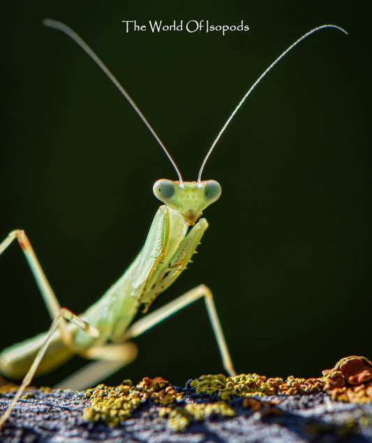 Giant African Mantis