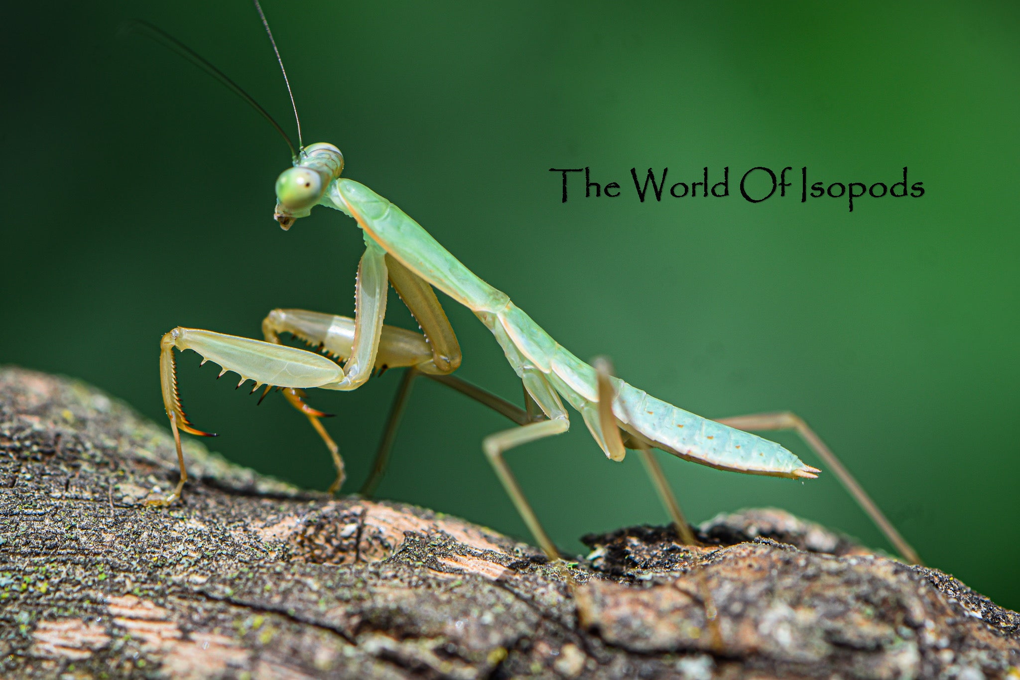 Green Phase Giant Shields Mantis The World Of Isopods green-phase-giant-shields-mantis-the-world-of-isopods