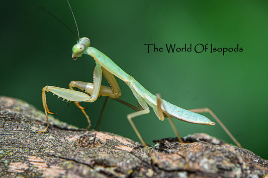 Green Phase Giant Shields Mantis