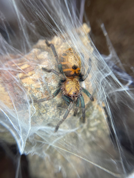 Green Bottle Blue Tarantula