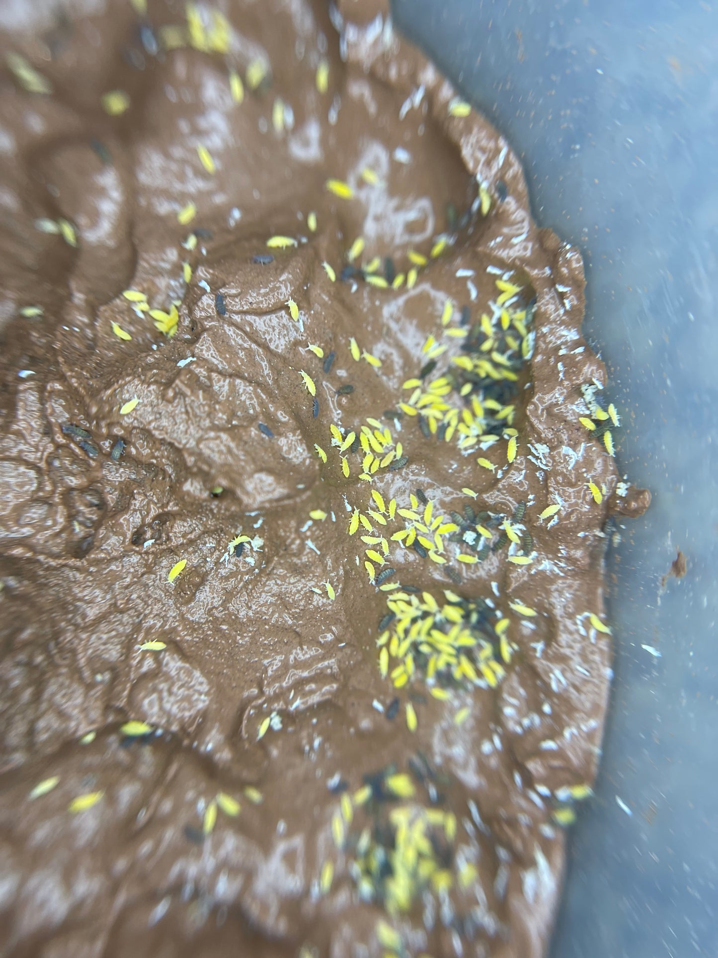 Yellow and Lilac Springtail Starter Culture