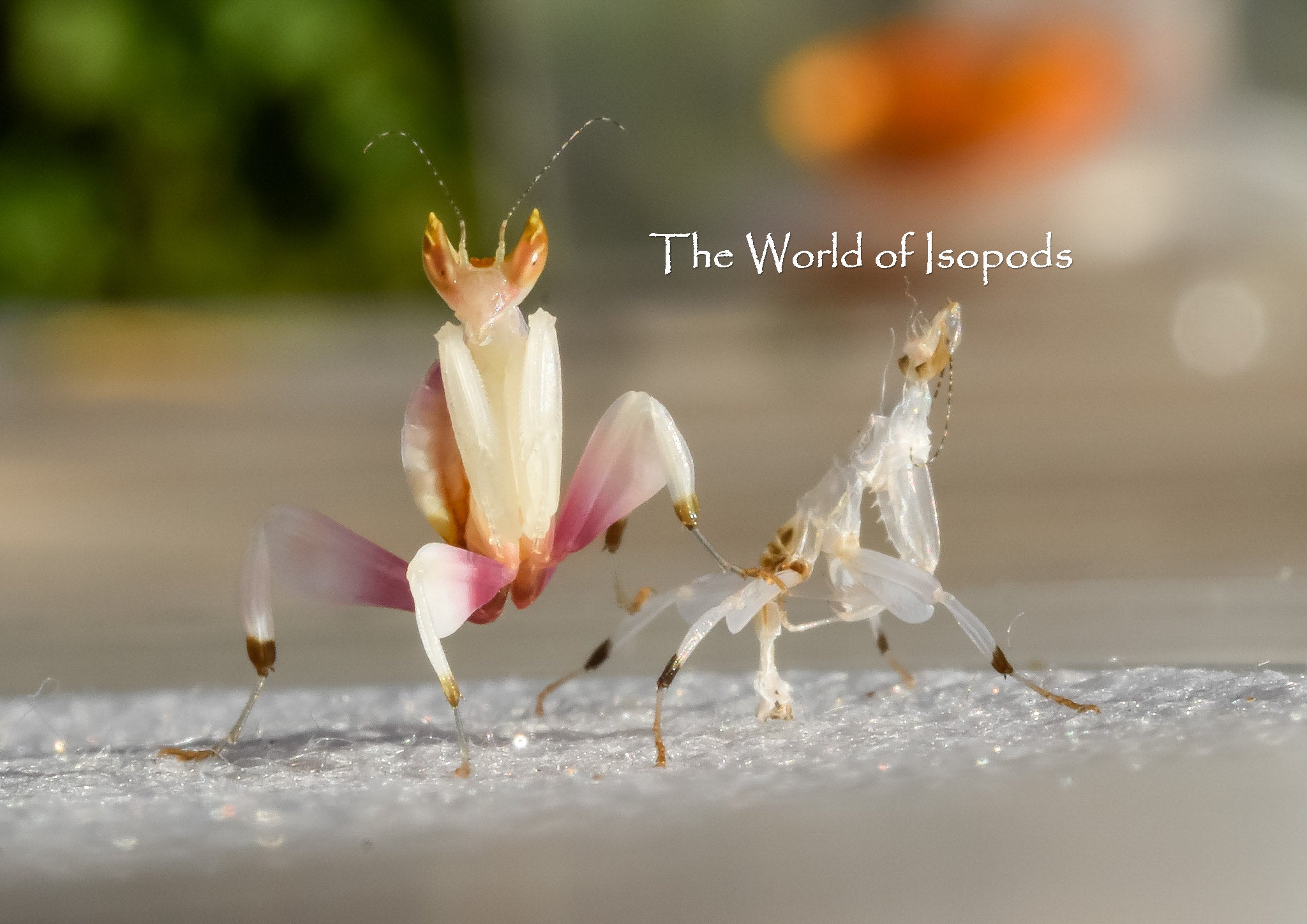 Other Invertebrates – The World of Isopods