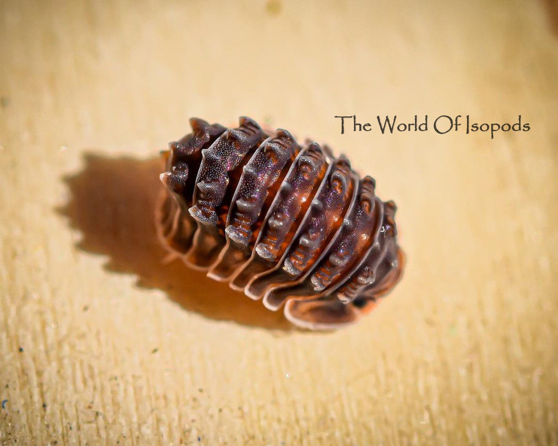 Shiny Gators – The World of Isopods