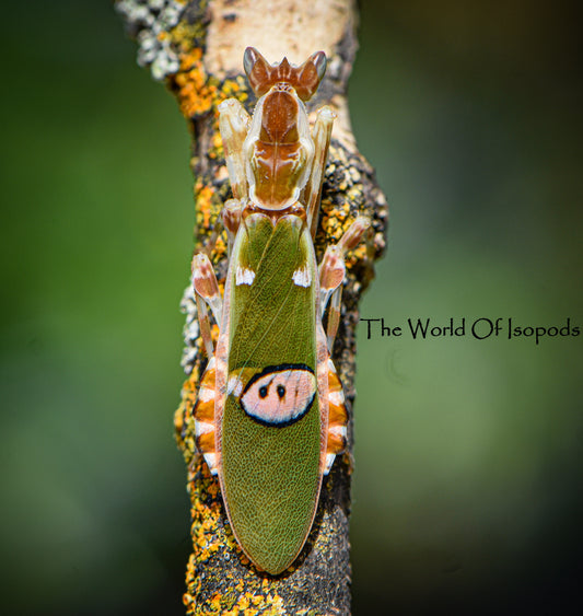 Jeweled Flower Mantis