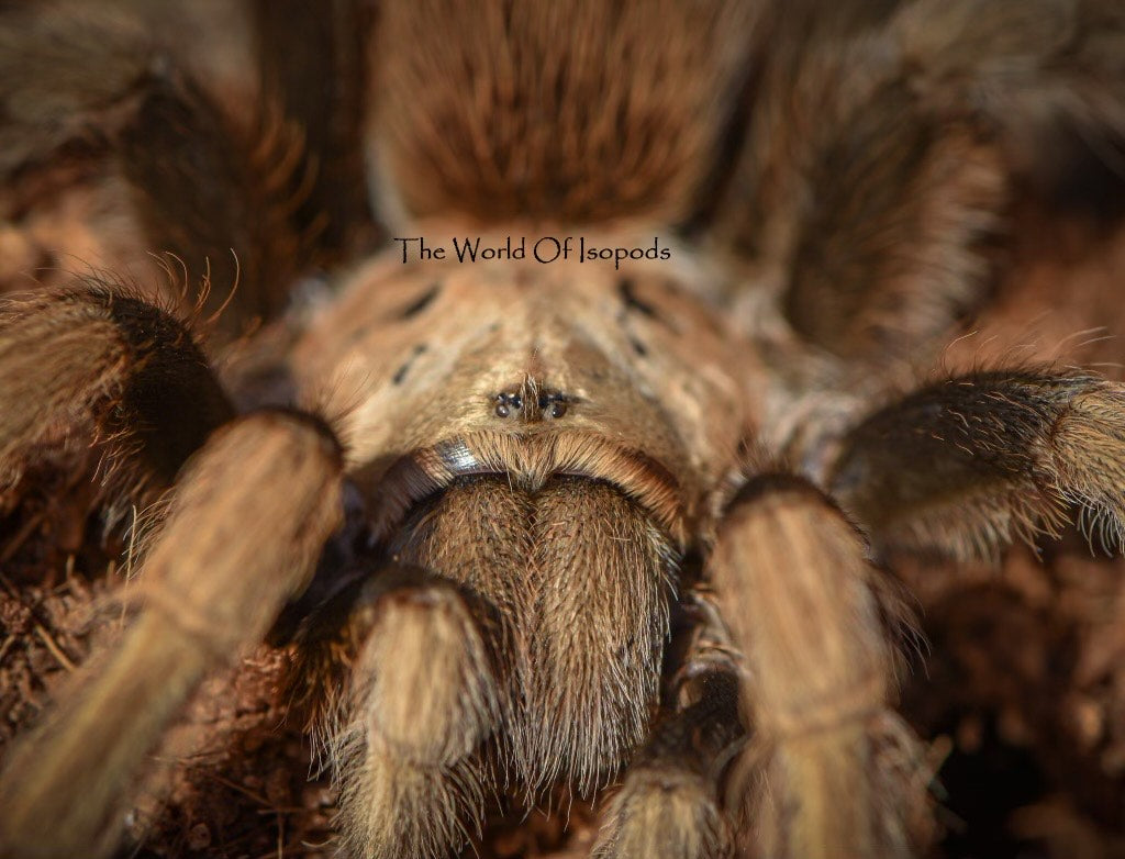 Arizona Blonde Tarantula