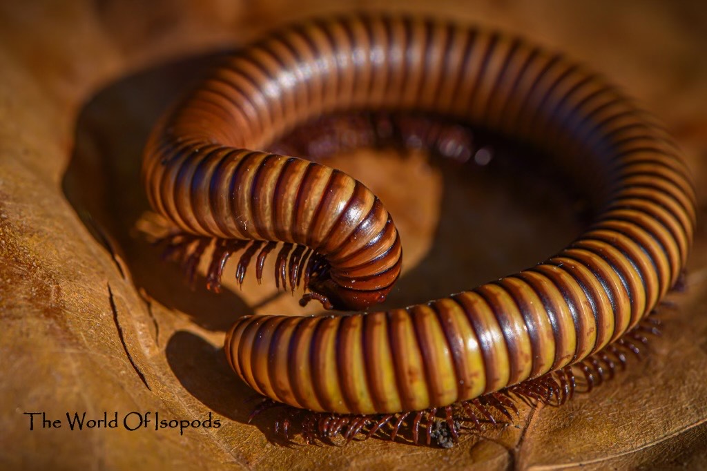 Texas Gold Millipedes