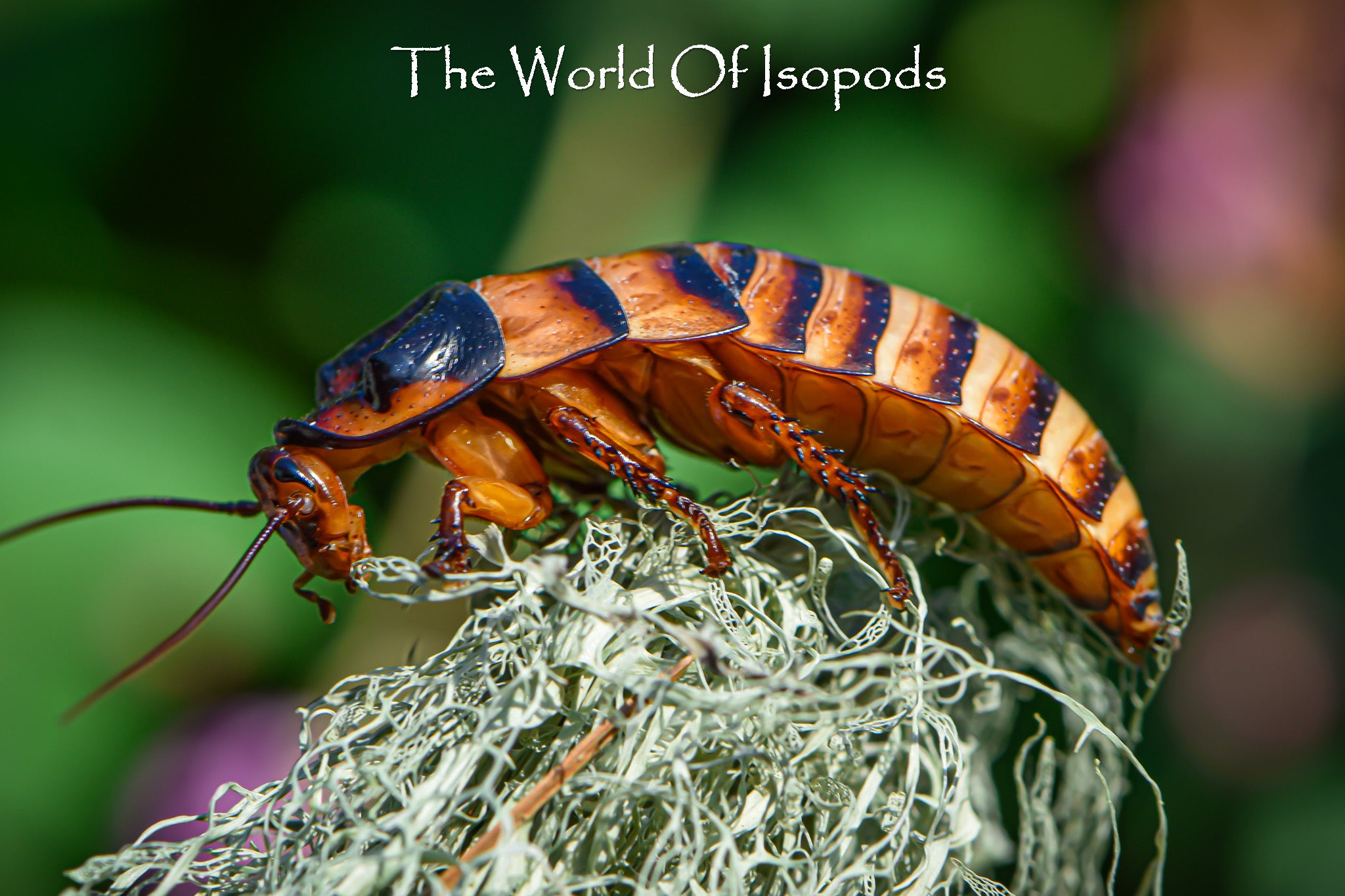 Halloween Hissers (Gromphadorhina portentosa) – The World of Isopods