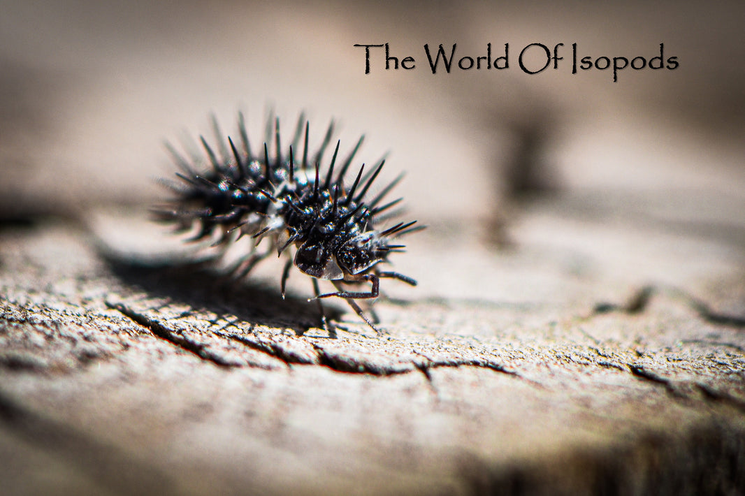 Isopods – tagged 
