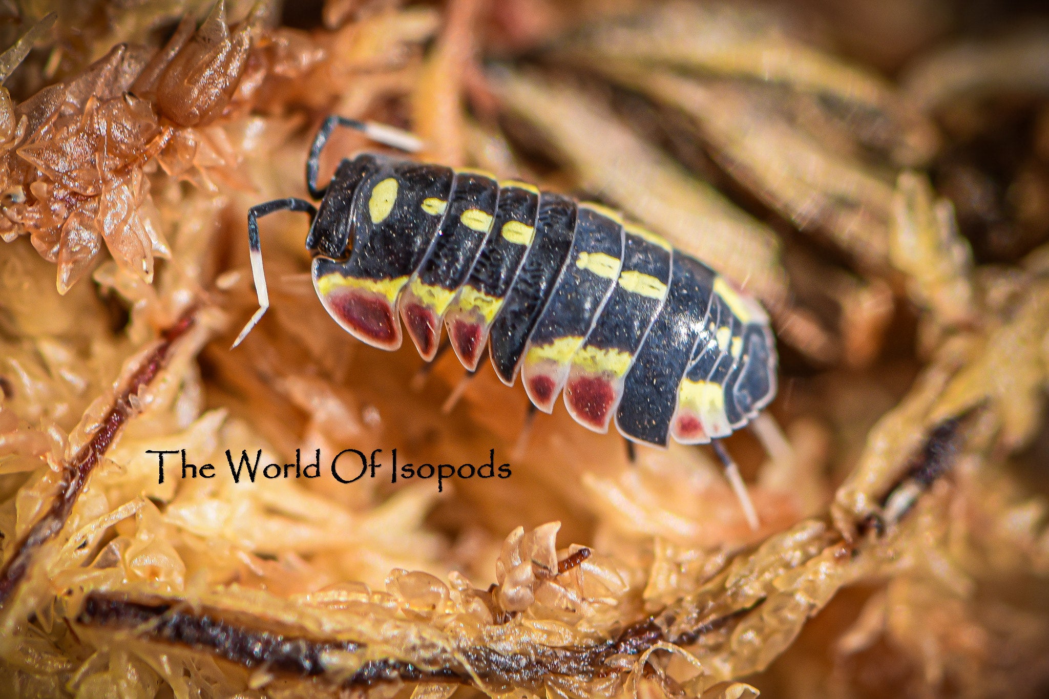 Isopods – tagged