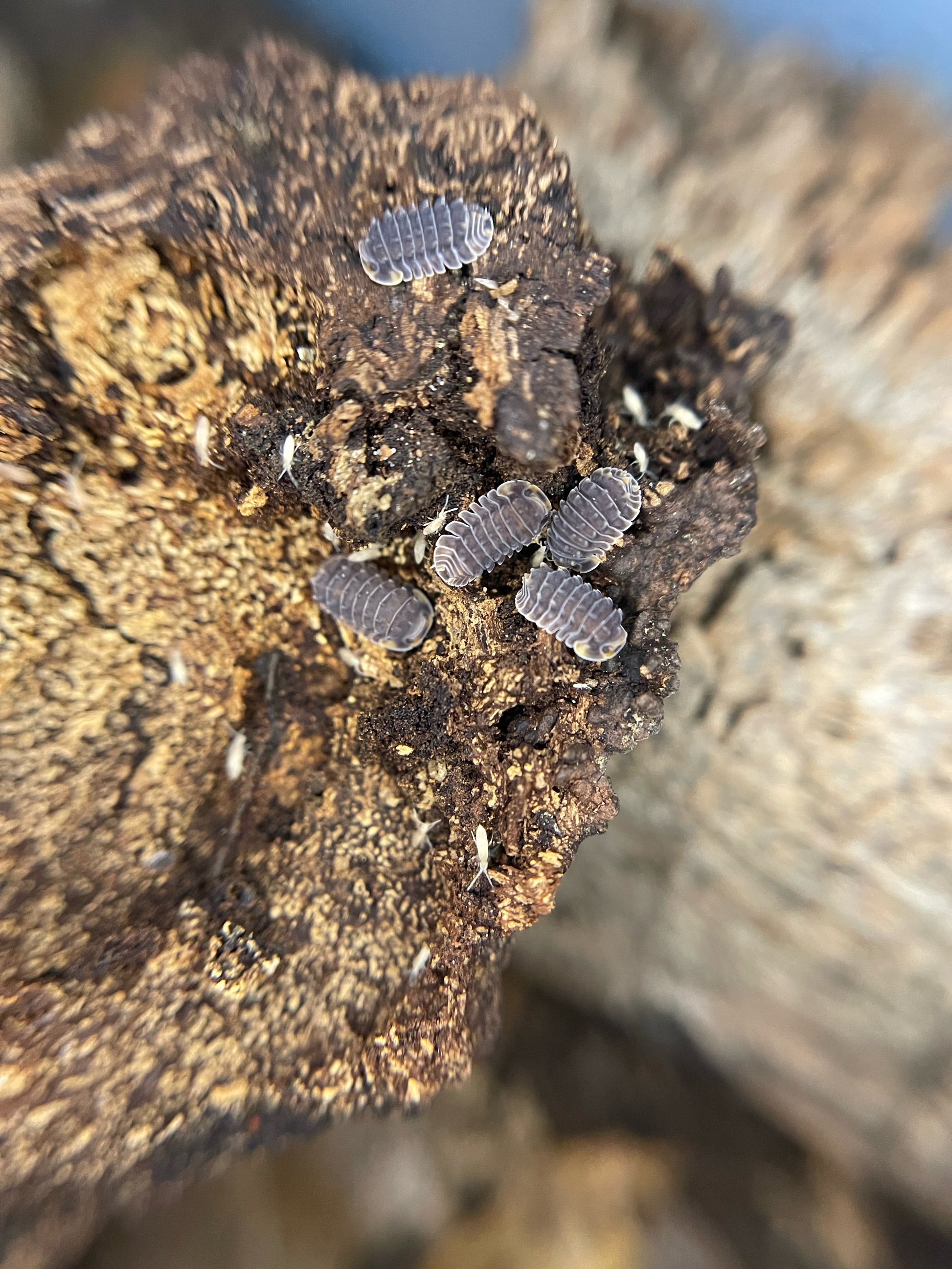 Shiny Gator Isopods – The World of Isopods