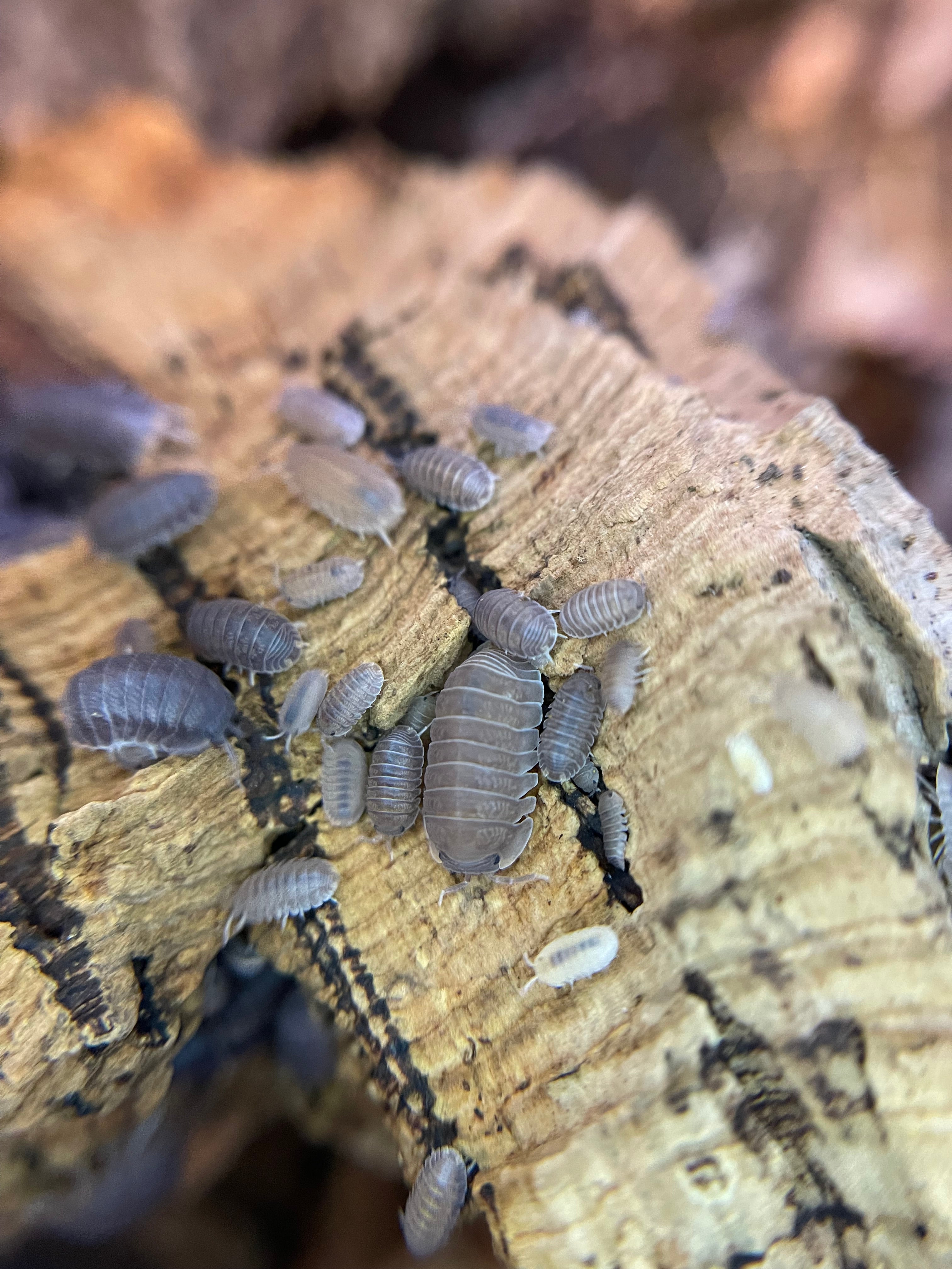 Little Seas – The World of Isopods