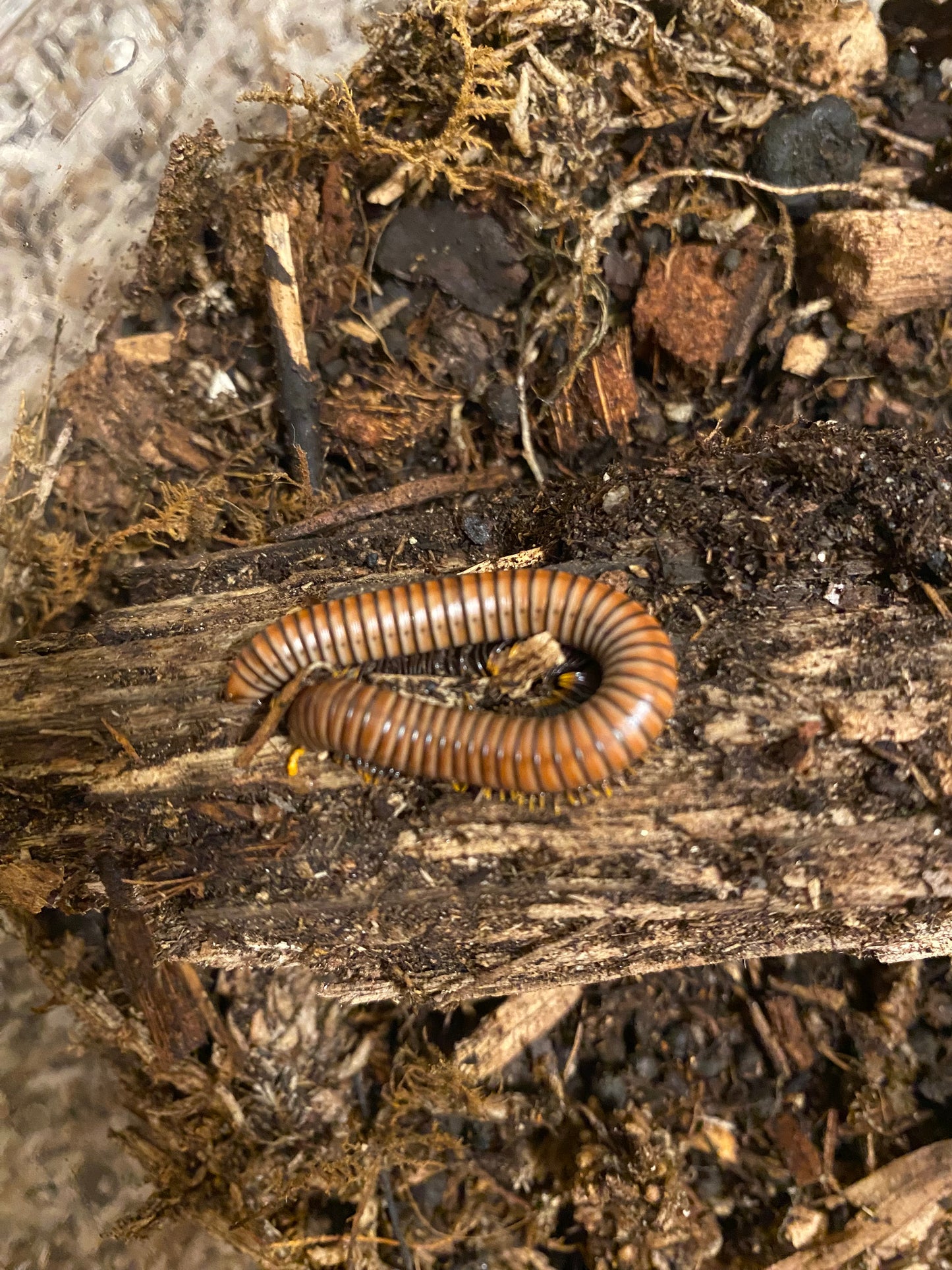 Red Phase Tree Millipedes