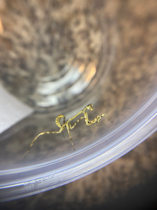 Texas Unicorn Mantis
