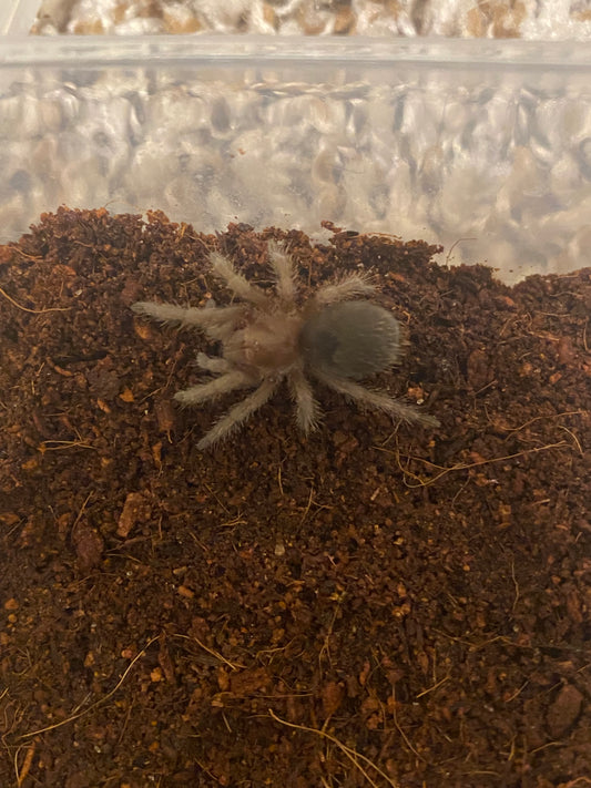 Brazilian Black Tarantula