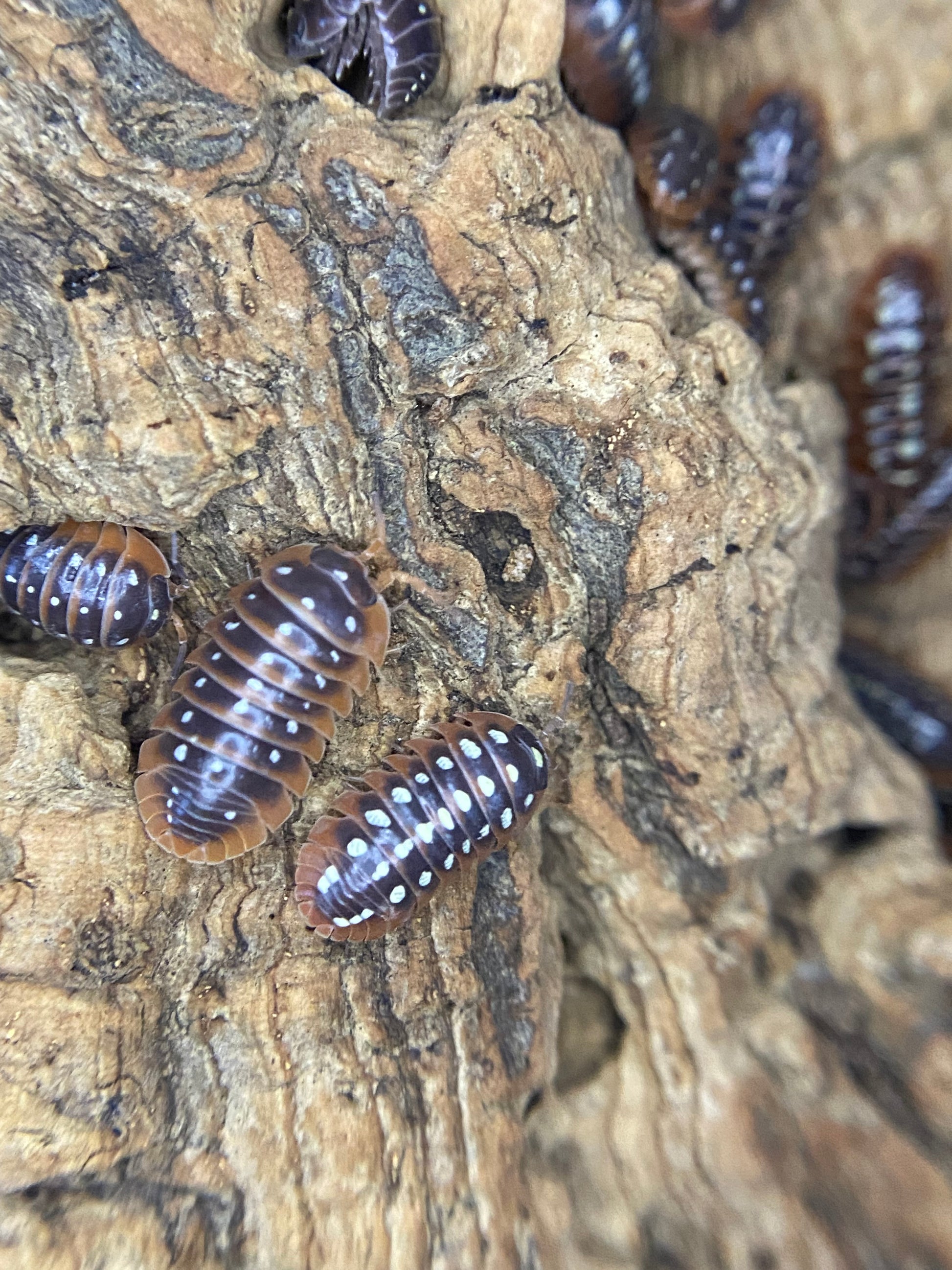 Clowns – The World of Isopods