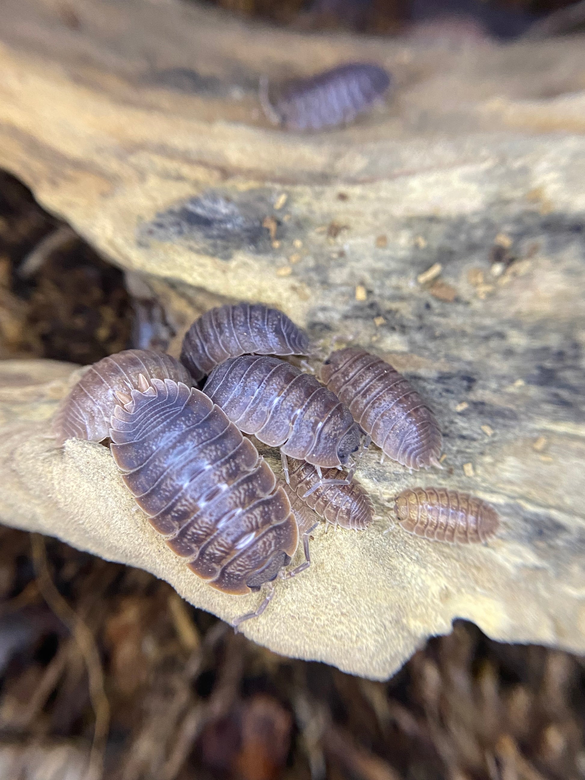 Giant Canyons – The World of Isopods