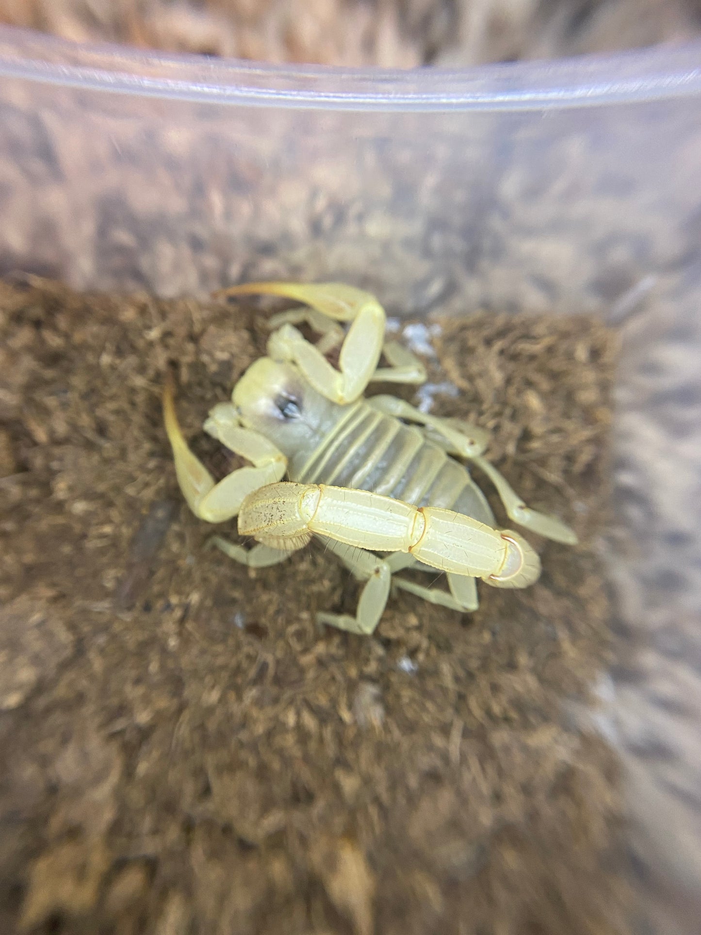 Desert Gold Hairy Scorpion