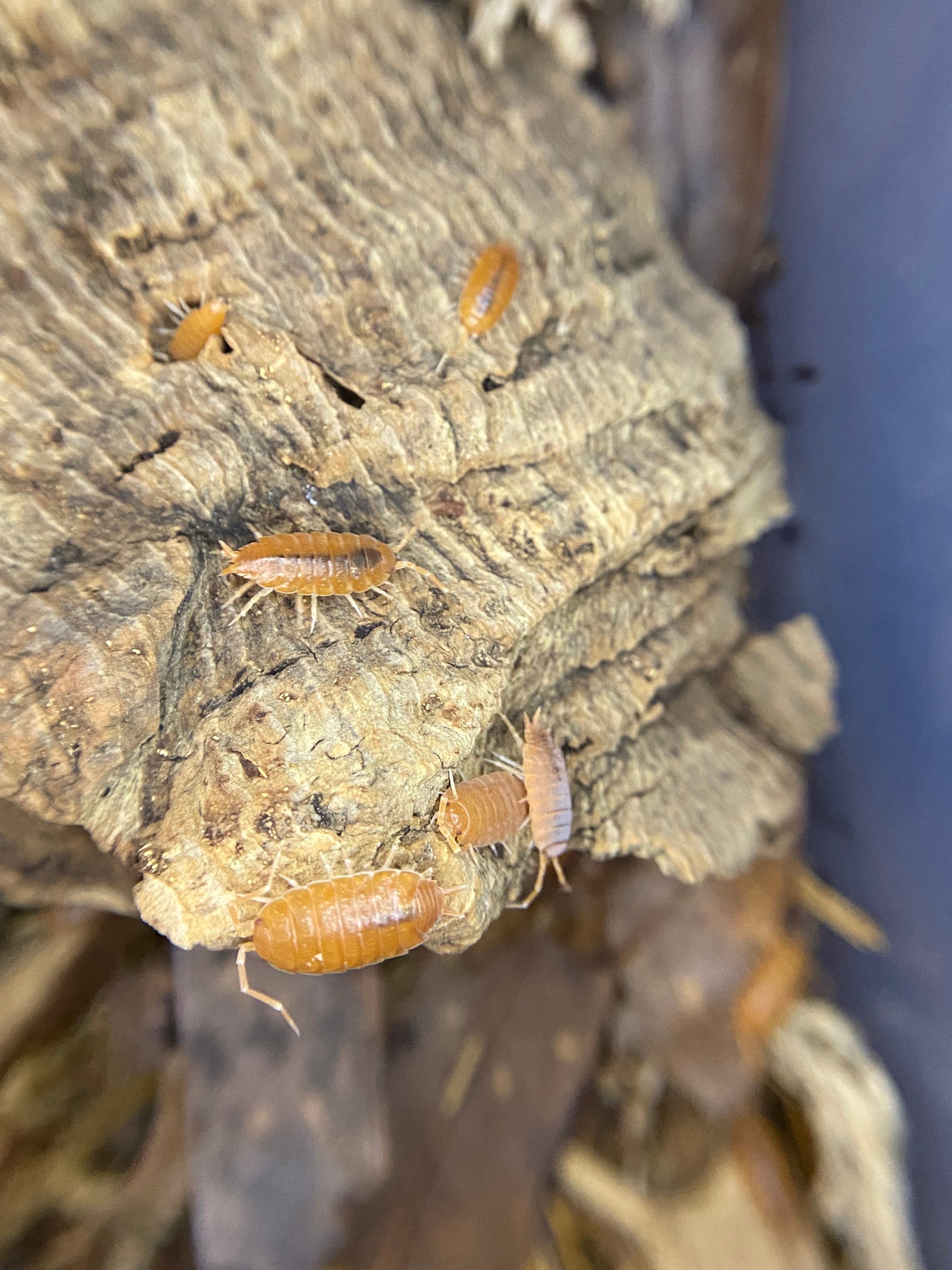 Powder Oranges – The World of Isopods