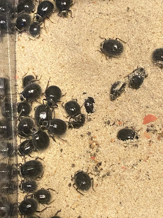 Hairy Robot Beetles