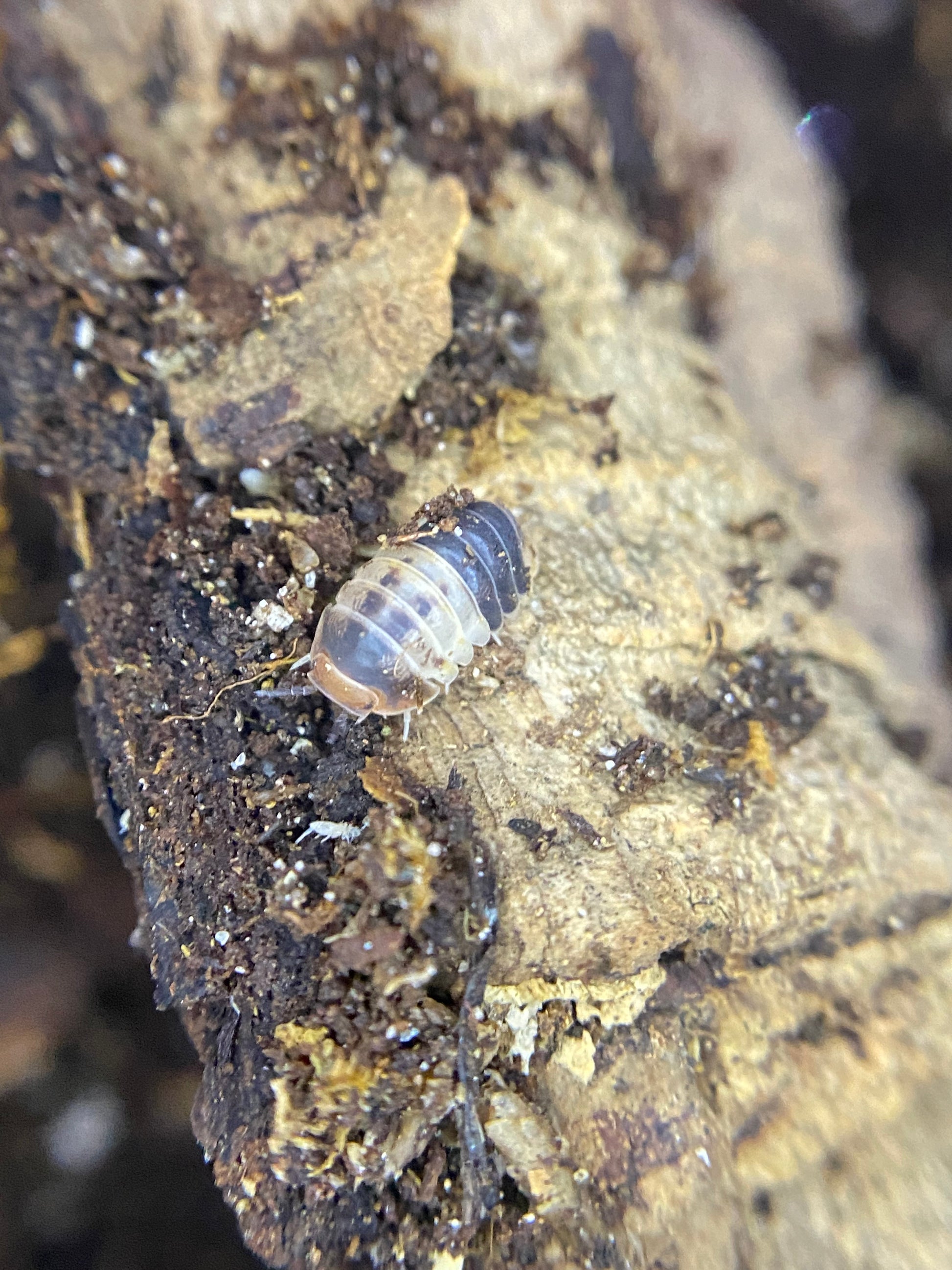 White Sharks – The World of Isopods