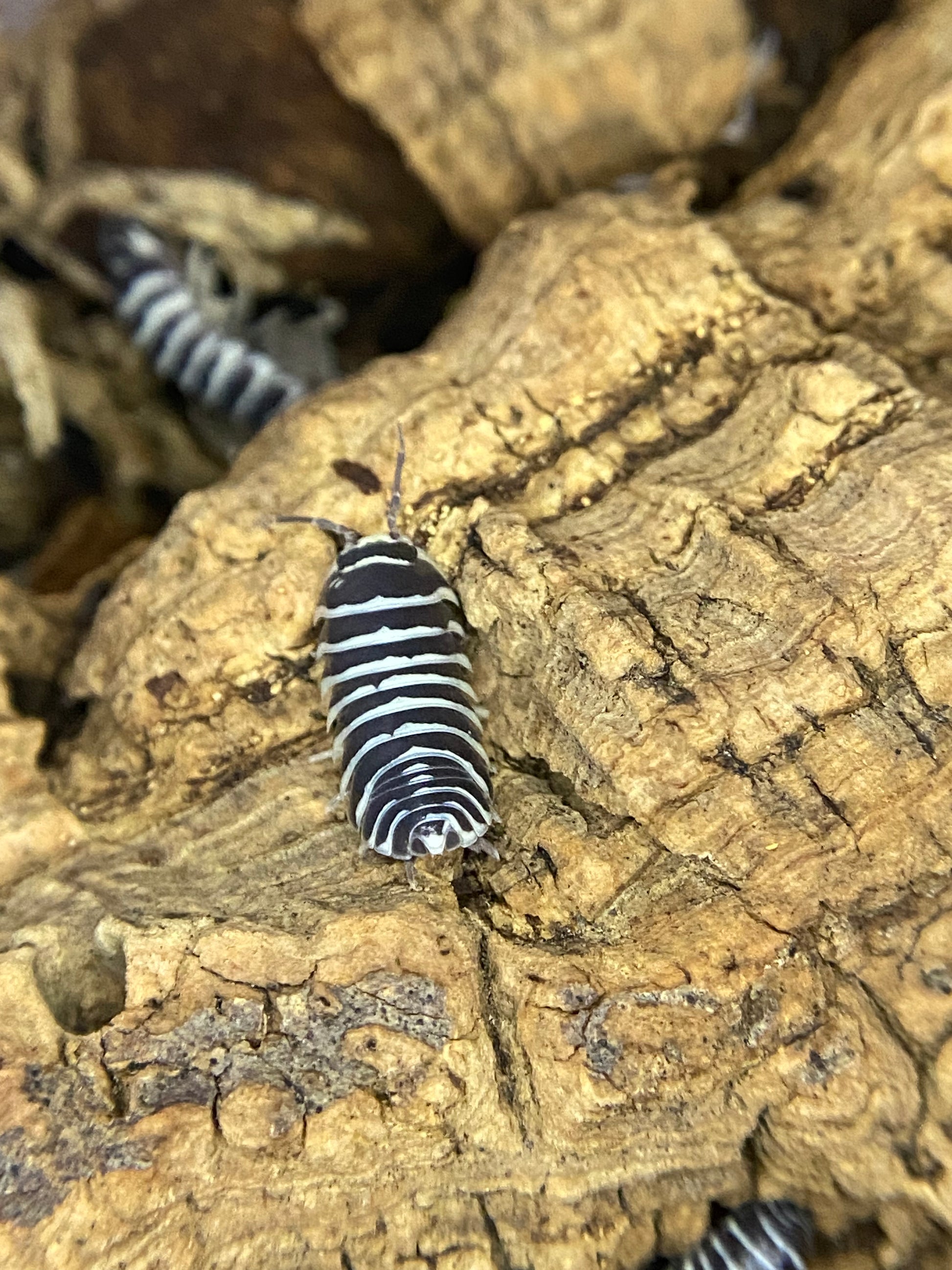 Zebras – The World of Isopods